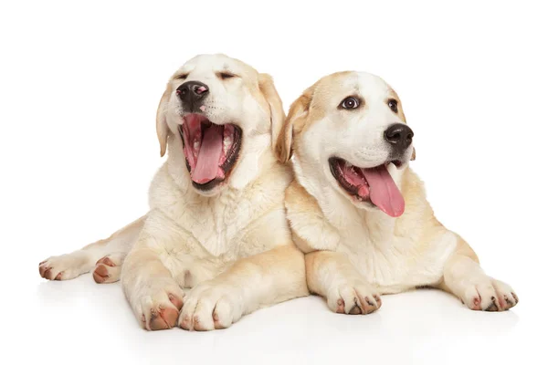 Dois cães felizes posando no fundo branco — Fotografia de Stock