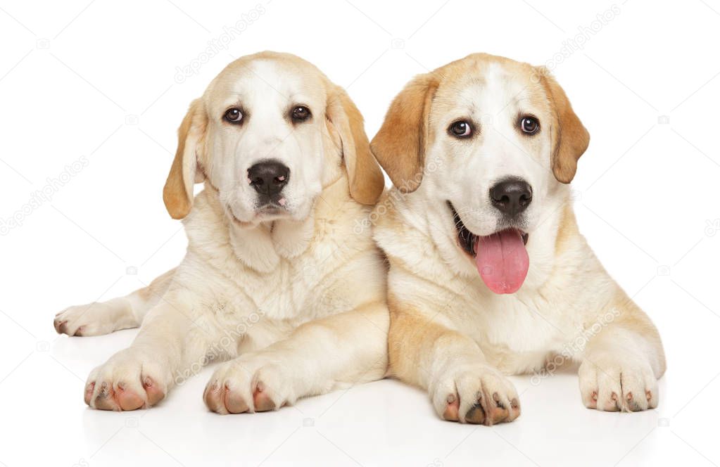 Alabai puppies posing on a white background