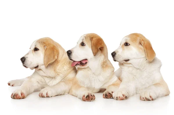 Cachorros Alabai, acostados sobre un fondo blanco —  Fotos de Stock