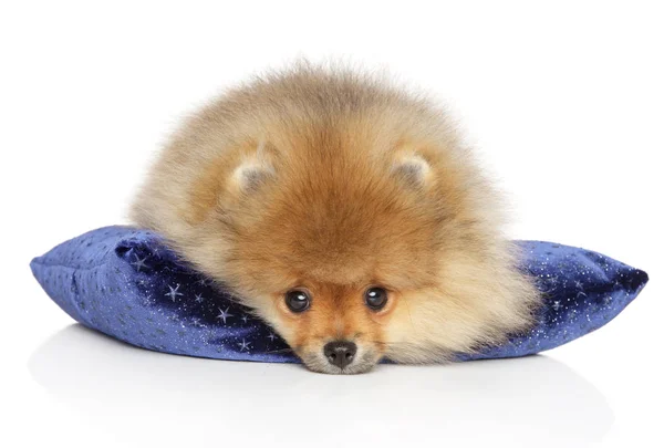 Spitz cachorro descansando em um travesseiro azul — Fotografia de Stock