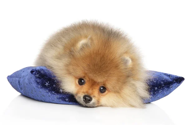 Pomeranian Spitz puppy on a blue pillow — Stock Photo, Image