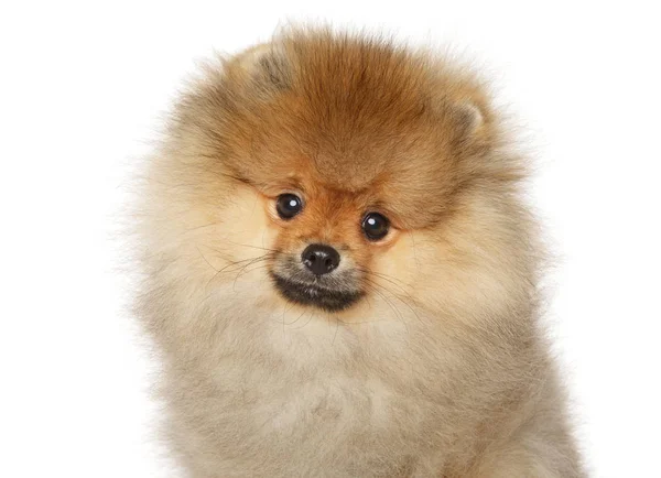 Primer plano de un cachorro Pomeranian Spitz — Foto de Stock