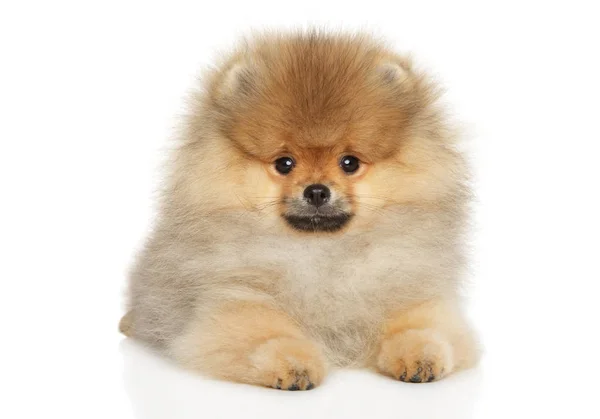 Pomeranian spitz cachorro deitado — Fotografia de Stock