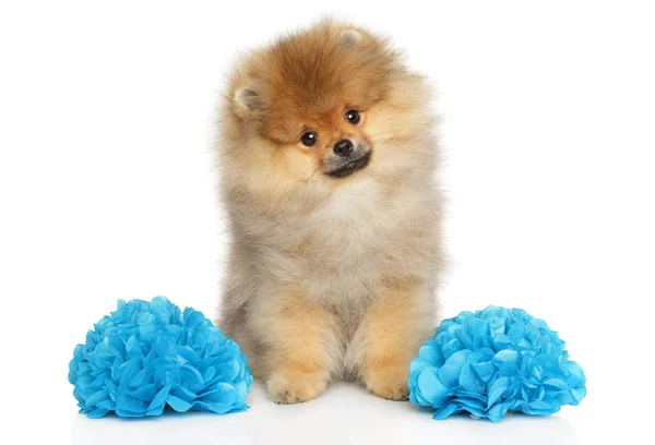 2 つの大きな青い花とポメラニアン スピッツ子犬 — ストック写真