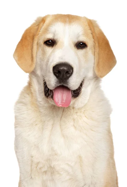 Šťastný Alabai pes na bílém pozadí — Stock fotografie