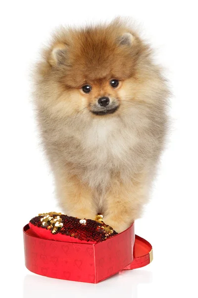 Pomeranian spitz cachorro —  Fotos de Stock