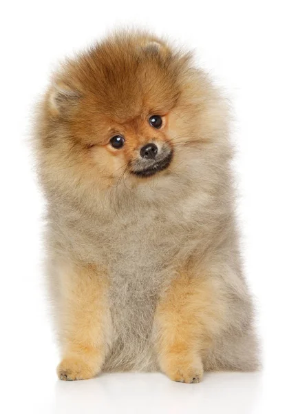 Pomeranian Spitz filhote de cachorro senta-se no fundo branco — Fotografia de Stock