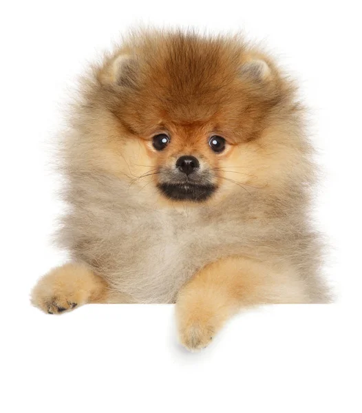 Pomeranian spitz acima do banner, no fundo branco — Fotografia de Stock