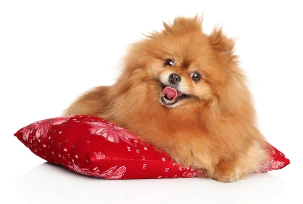 Happy Pomeranian Spitz puppy on red pillow — Stock Photo, Image
