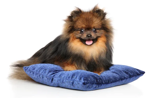 Bonito cachorro Pomeranian Spitz em travesseiro azul — Fotografia de Stock