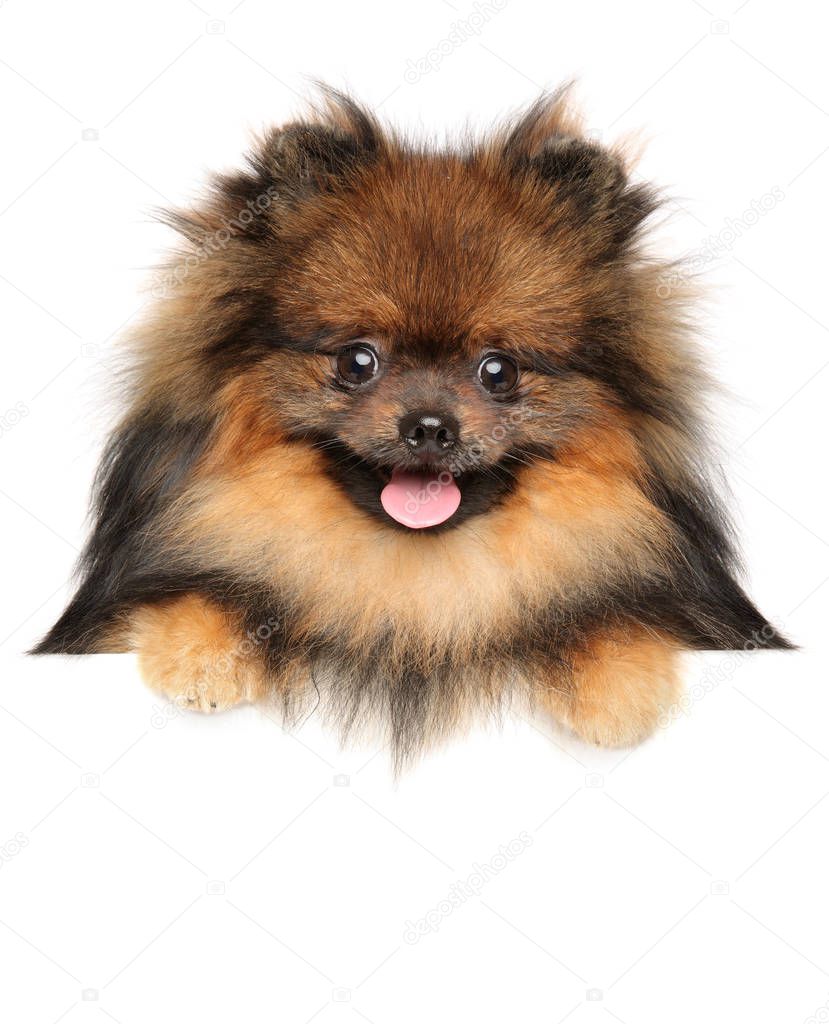 Cute Pomeranian Spitz puppy above banner