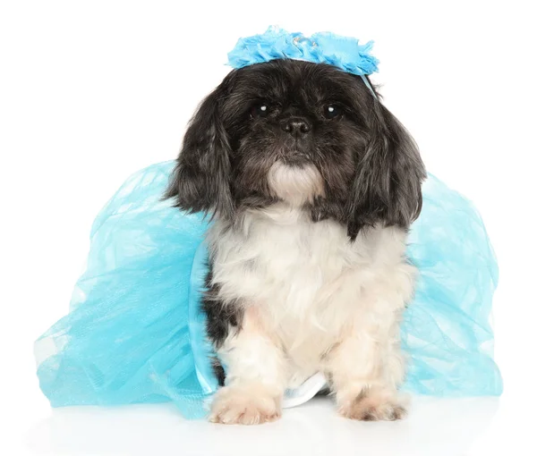 Crianza Shi Tzu perro en la falda azul — Foto de Stock