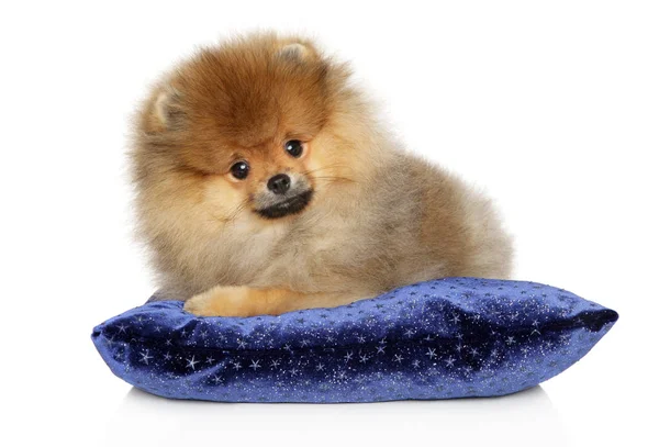 可爱的波美拉尼亚斯皮茨小狗在蓝色枕头上 — 图库照片