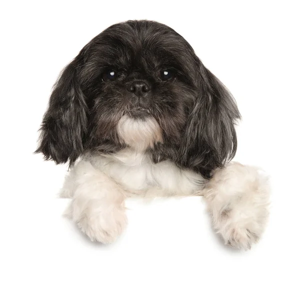 Aged Shi Tzu dog above banner — Stock Photo, Image