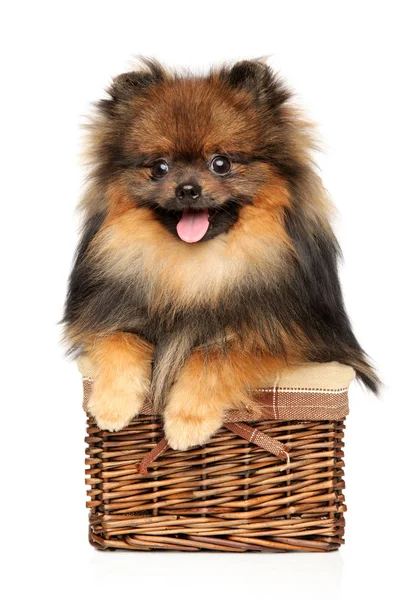 Счастливая собака в плетеной корзине — стоковое фото