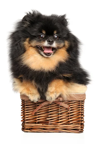 Cão Spitz feliz na cesta de vime — Fotografia de Stock