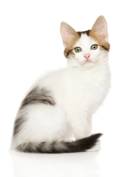 Турецкий ангора котенок на белом фоне — стоковое фото