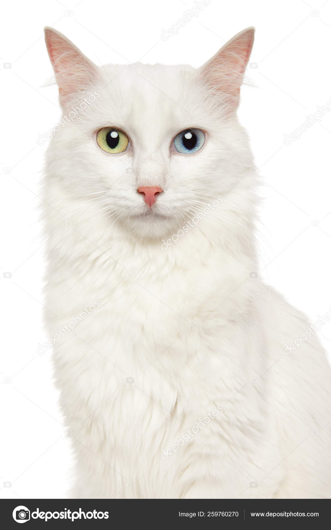 Angora Turc Images Libres De Droit Photos De Angora Turc Depositphotos Angora Turc Images Libres De Droit Photos De Angora Turc Depositphotos