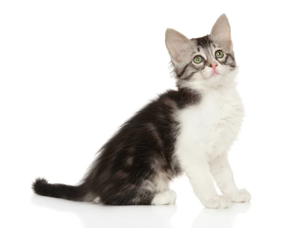 Turco angora gatito sobre un blanco fondo — Foto de Stock