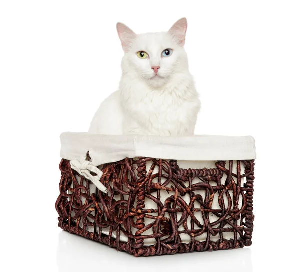 Турецкая ангорская кошка в плетеной корзине — стоковое фото