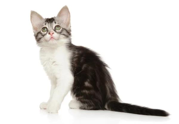 Turco angora gatito en blanco —  Fotos de Stock