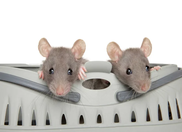 Dos ratas Dumbo asomándose de llevar —  Fotos de Stock