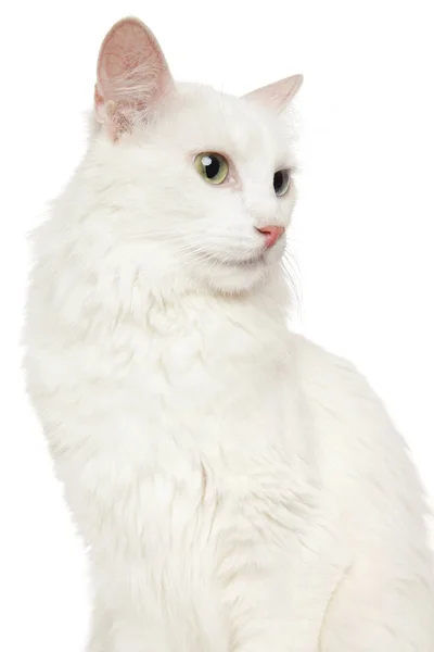 Turkse Angora kat op witte achtergrond — Stockfoto