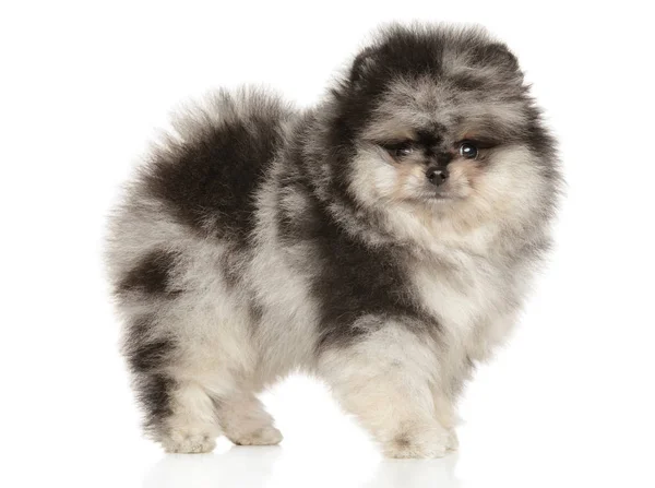 Pomeranian Spitz cachorro de pie sobre fondo blanco —  Fotos de Stock