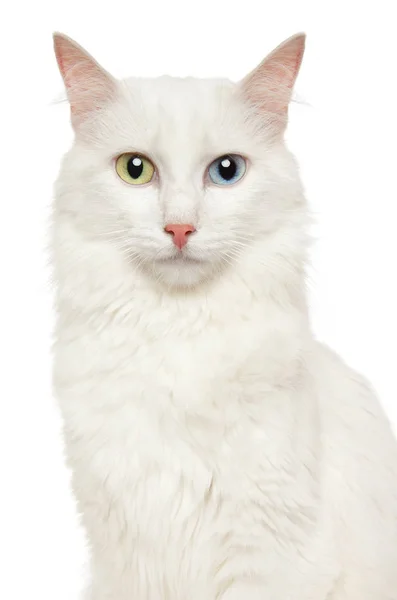 Turkish Angora (Angora cat) Stock Photo