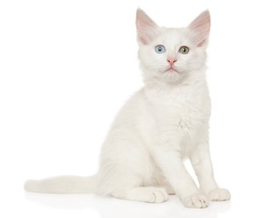 Turkish Angora kitten sitting on a white background clipart