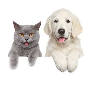 kedi ve köpek beyaz afiş üzerinde