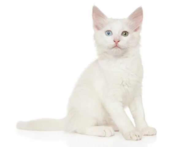 Турецкий ангорский котенок сидит на белом фоне — стоковое фото