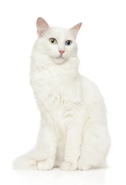 Turkish Angora cat sits in front of white background — Stock Photo, Image