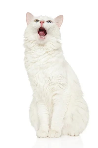 Turkish Angora cat on white background — Stock Photo, Image