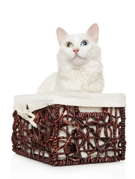 ウィッカーバスケットのトルコアンゴラ猫 — ストック写真