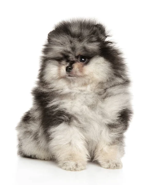 Pomeranian Spitz cachorro sobre fondo blanco — Foto de Stock
