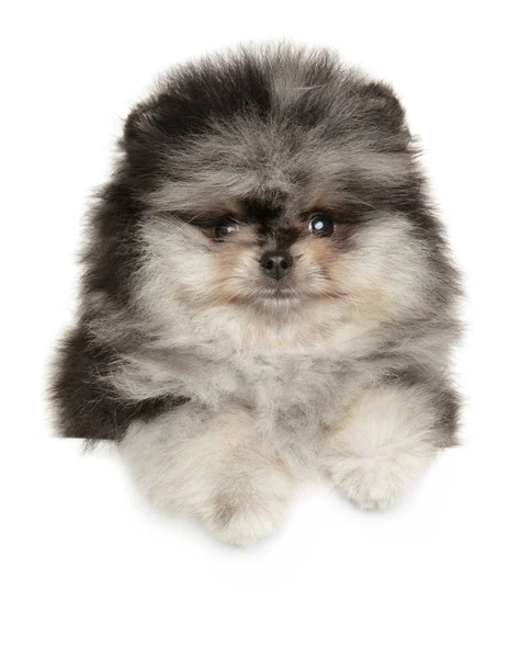 Retrato de un cachorro Pomeranian Spitz en miniatura — Foto de Stock