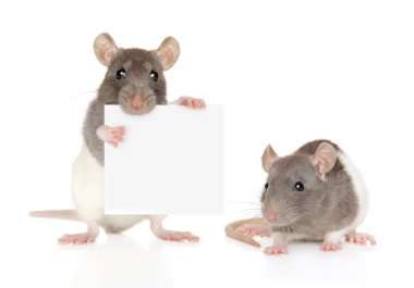 Beyaz arka plan üzerinde afiş ile Rats