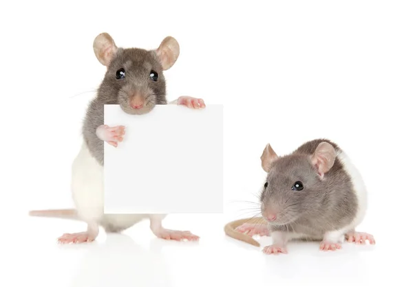 Ratas con pancarta sobre fondo blanco — Foto de Stock