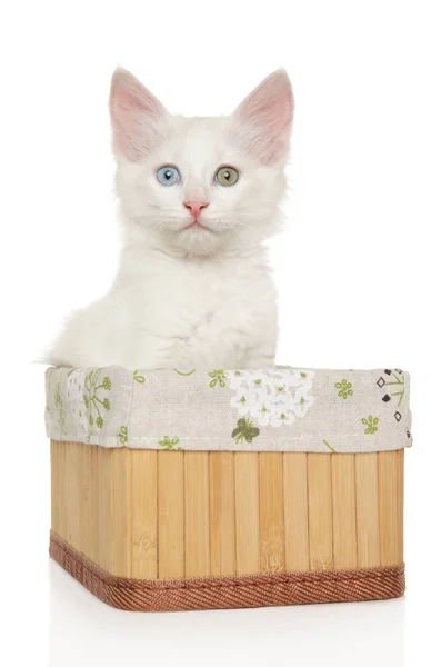 Портрет турецкого котёнка из Ангоры в корзине — стоковое фото