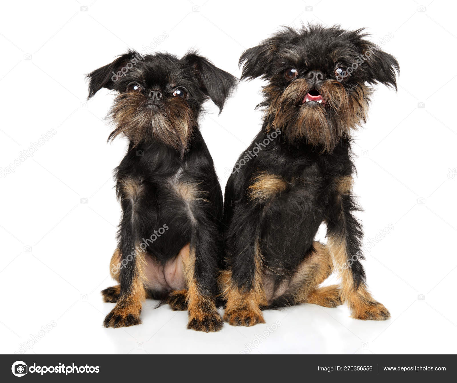 9 535 Griffon Stock Photos Images Download Griffon Pictures On Depositphotos 9 535 Griffon Stock Photos Images Download Griffon Pictures On Depositphotos