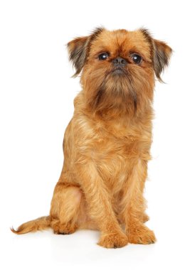 Genç Bir Brüksel Griffon portresi