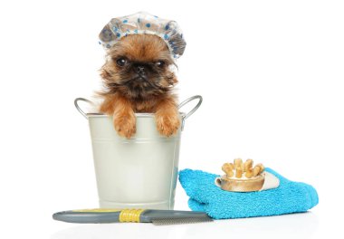 Bir kova ve banyo şapkası Brüksel Griffon köpek yavrusu