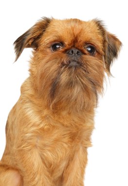 Griffon köpek portresi, beyaz izole