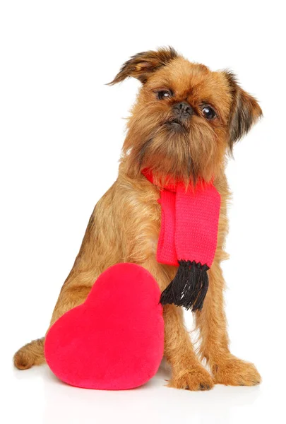Brussels griffon in scarf and with festive red heart — Stock Photo, Image