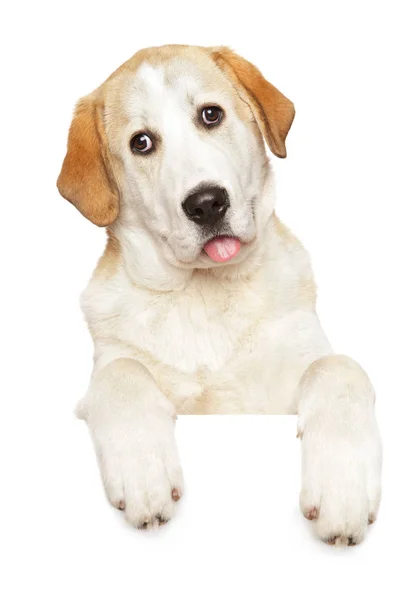 Алабай собака над баннером, изолированные на белом фоне — стоковое фото