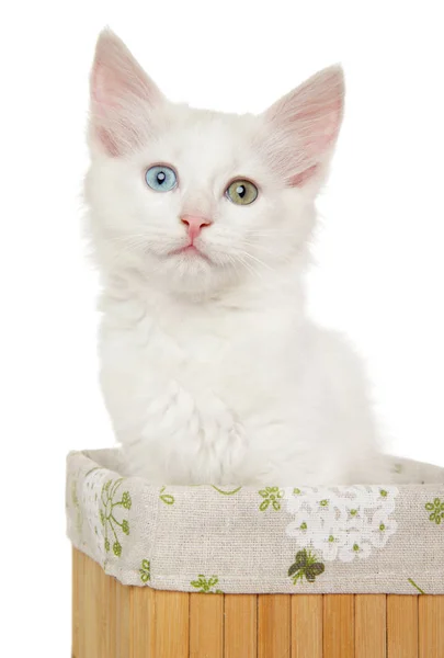 Портрет турецкого котёнка из Ангоры в корзине — стоковое фото