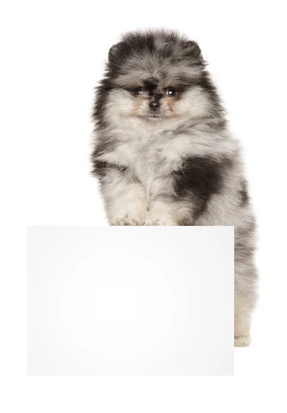 Portrét miniaturního štěně Spitz nad praporem — Stock fotografie