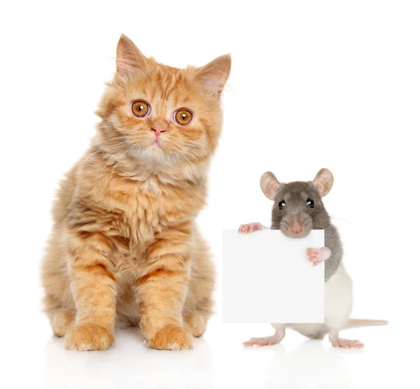 Gato e rato posando no fundo branco — Fotografia de Stock