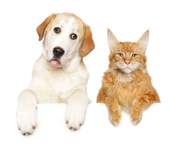 Alabai  and Mainecoon above banner — Stock Photo, Image